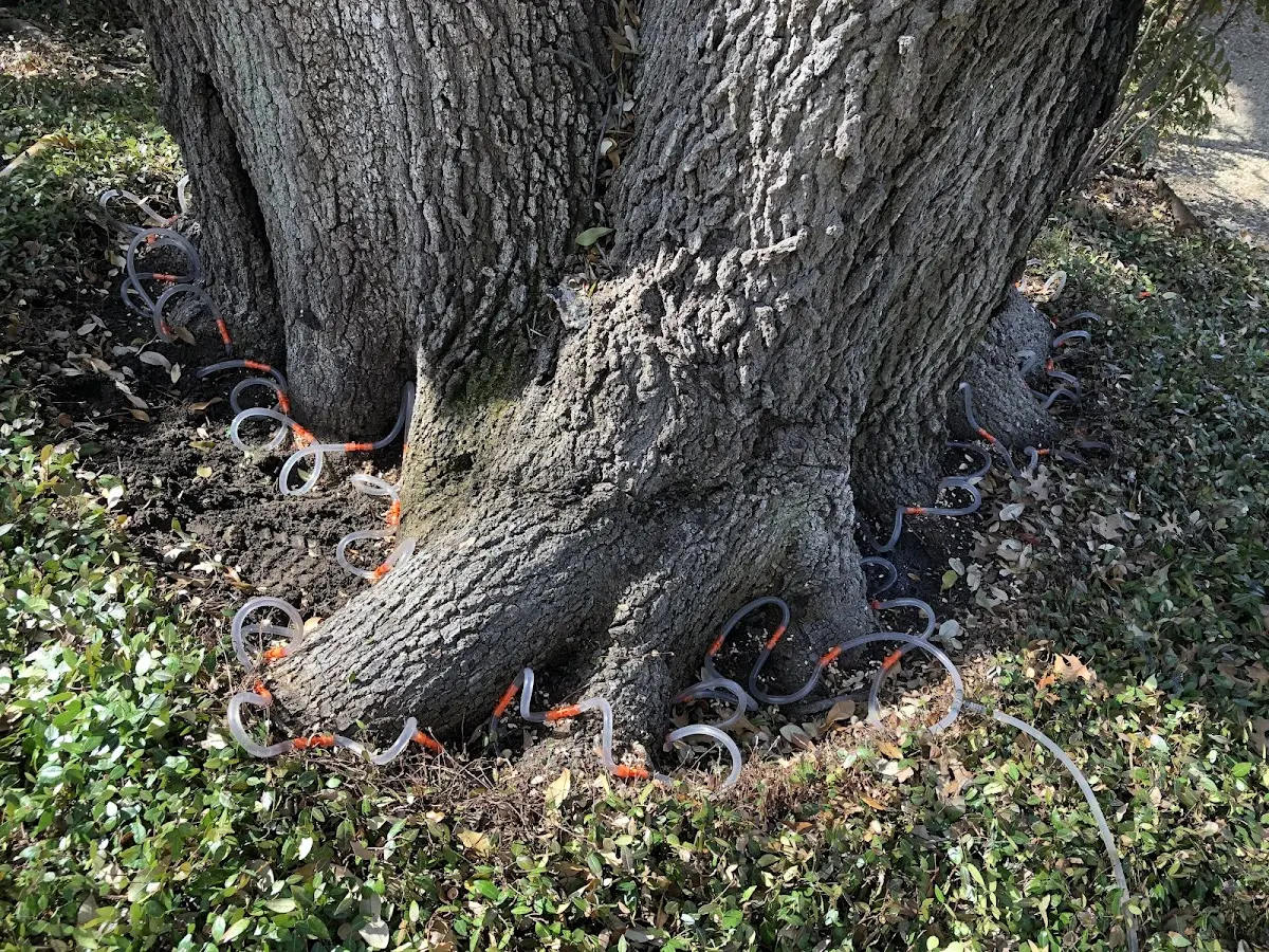 Detailed Tree Cabling and Bracing job site in Wanda